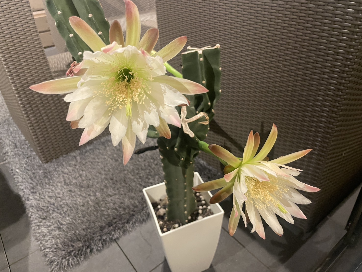🌵奇跡！社長が大切に育てている柱サボテンに4つの花が咲きました✨ 06