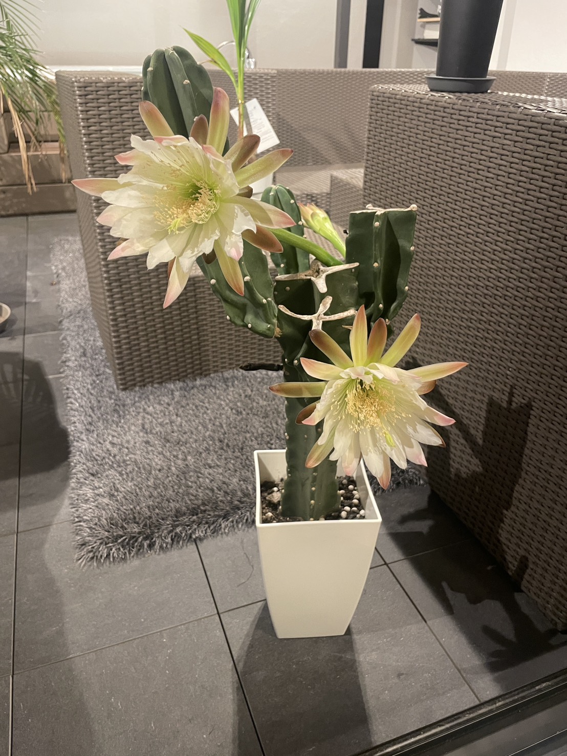 🌵奇跡！社長が大切に育てている柱サボテンに4つの花が咲きました✨