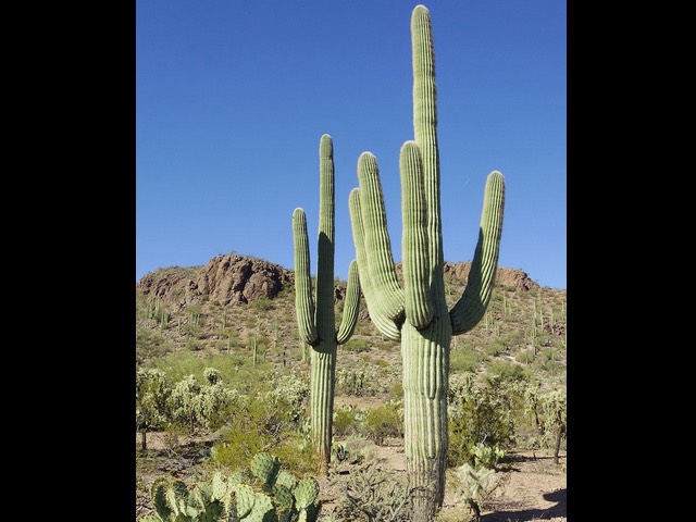 🌵奇跡！社長が大切に育てている柱サボテンに4つの花が咲きました✨ 02