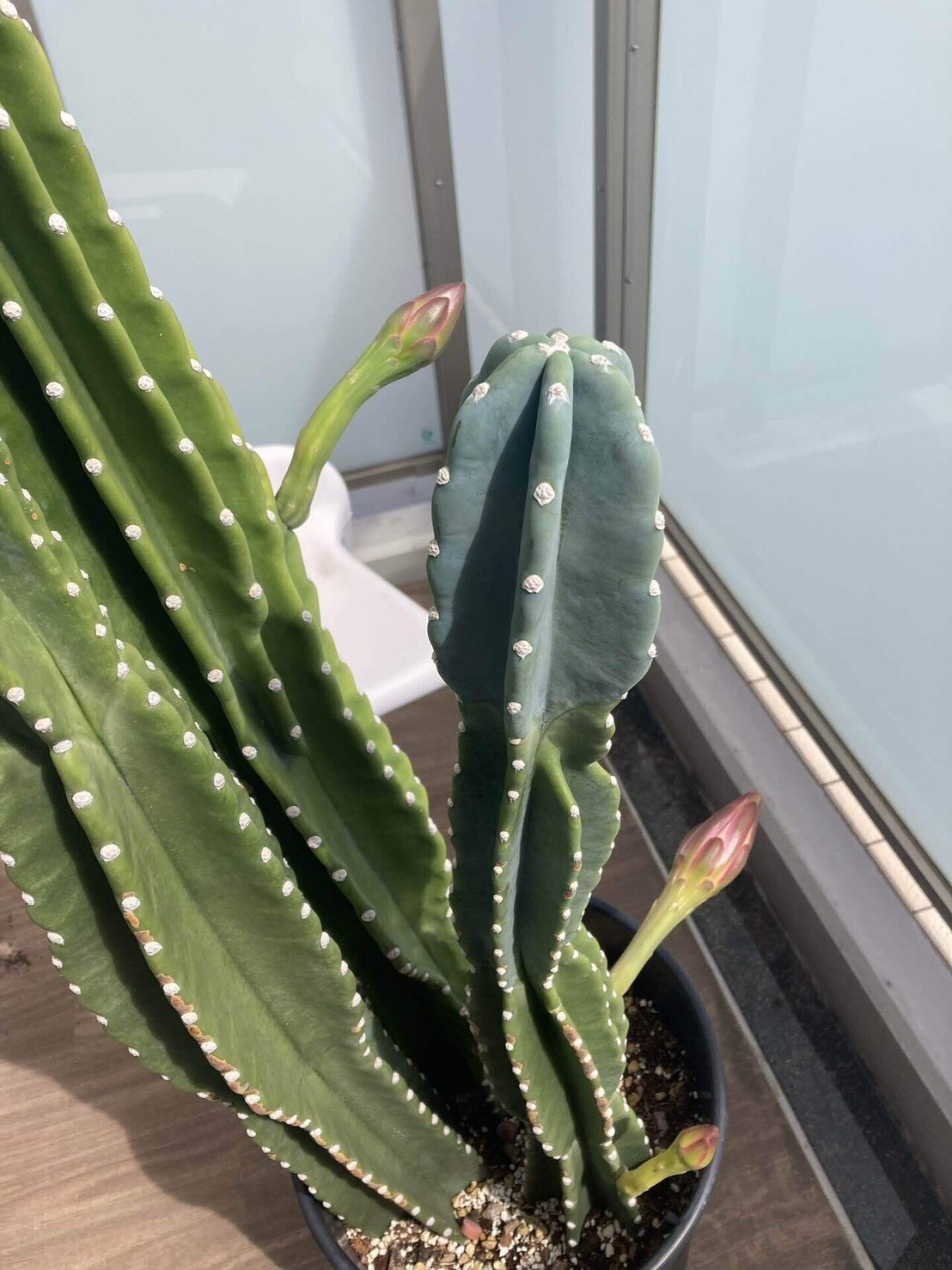 🌵奇跡！社長が大切に育てている柱サボテンに4つの花が咲きました✨ 03