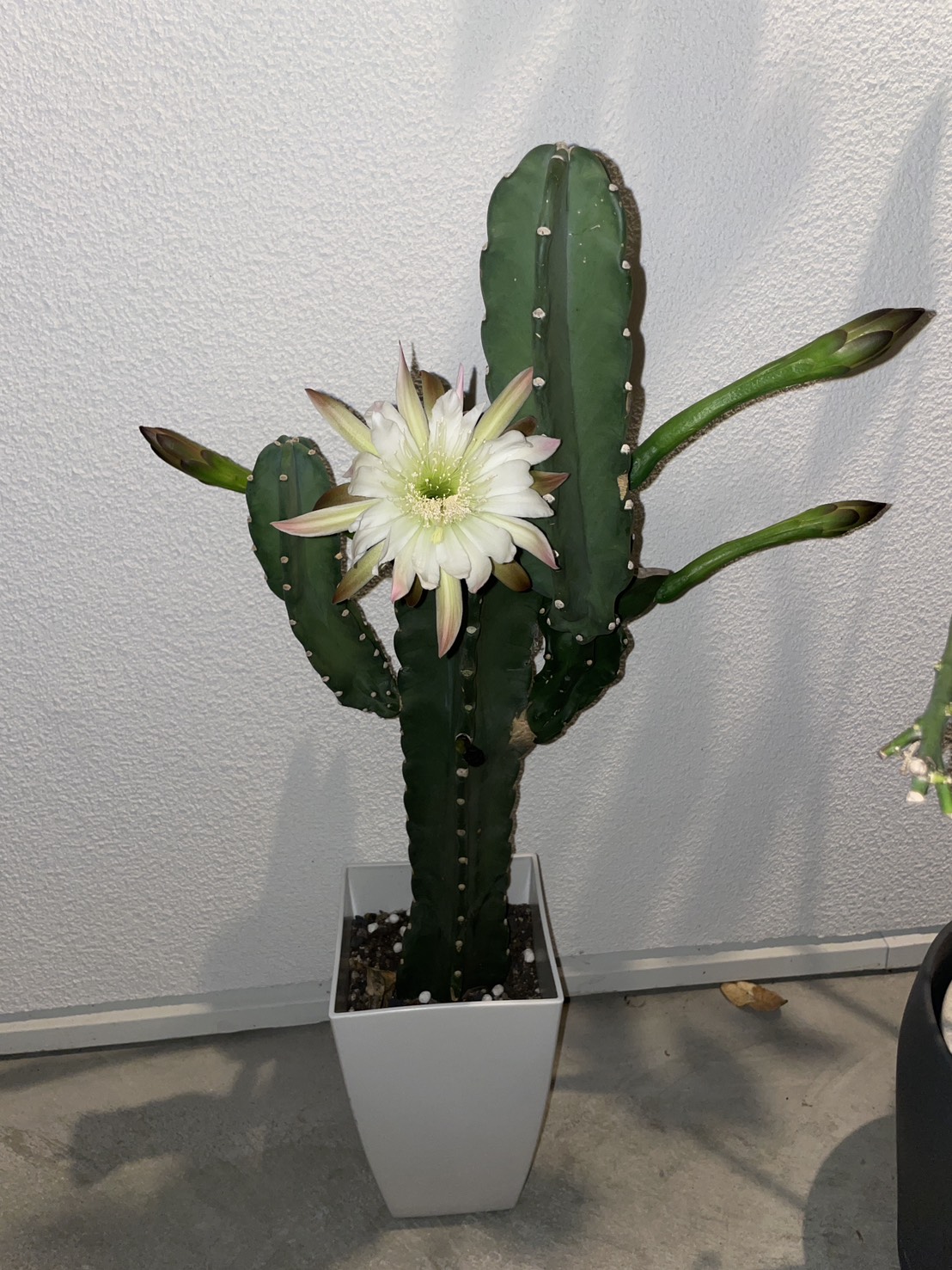 🌵奇跡！社長が大切に育てている柱サボテンに4つの花が咲きました✨ 04