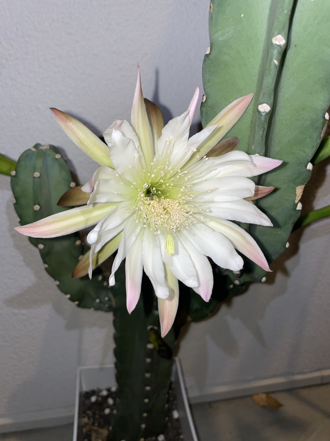 🌵奇跡！社長が大切に育てている柱サボテンに4つの花が咲きました✨ 05
